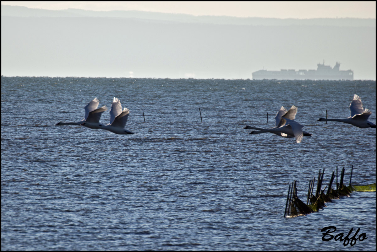 Volo di Cigni